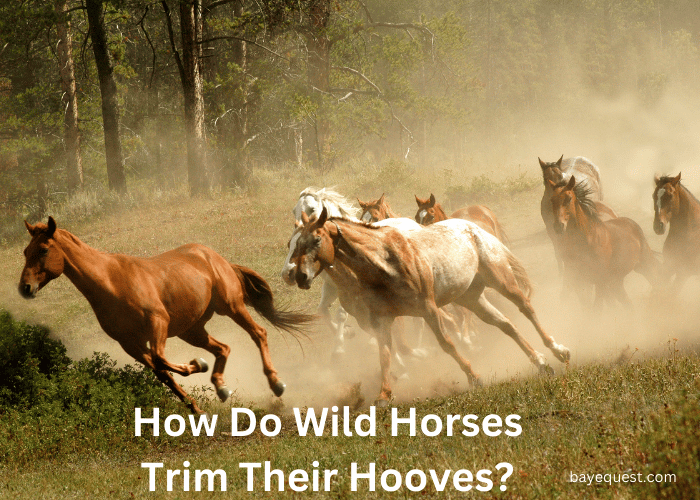 How Do Wild Horses Trim Their Hooves