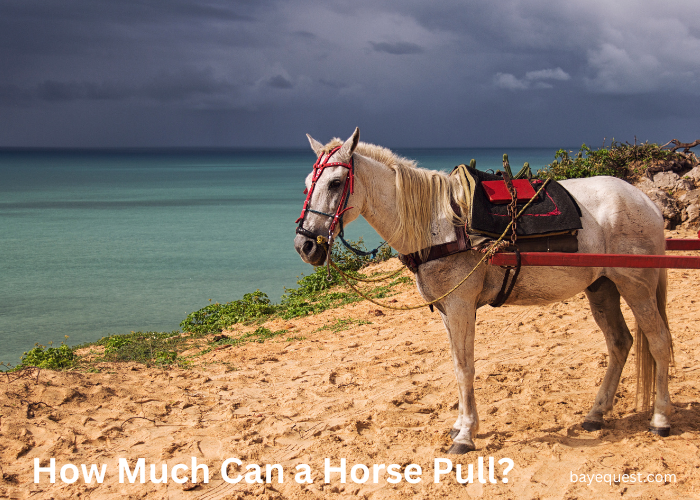 How Much Can a Horse Pull