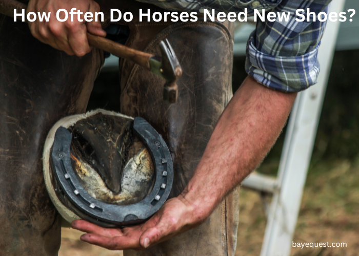 How Often Do Horses Need New Shoes