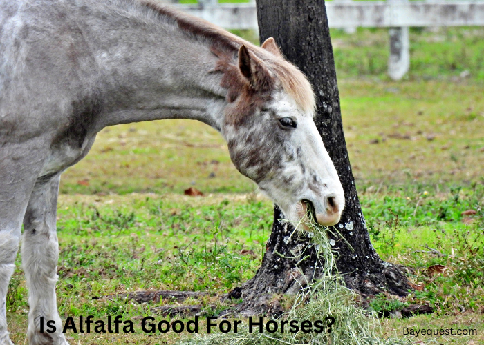 Is Alfalfa Good For Horses