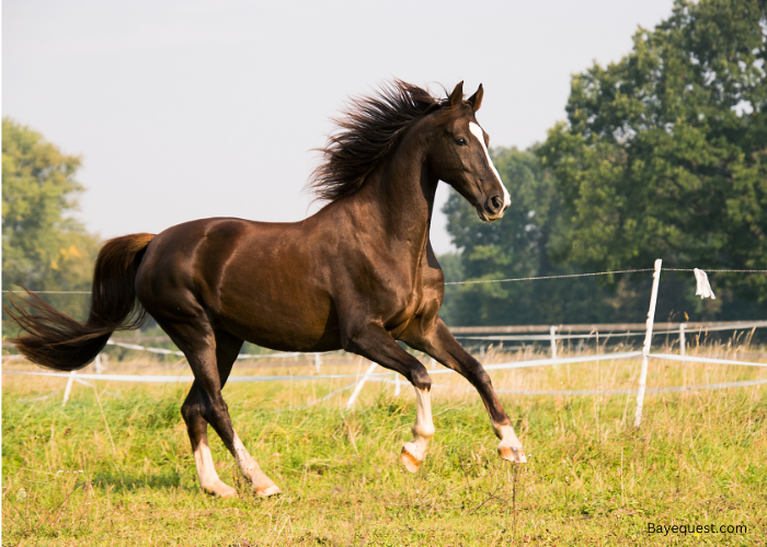 Names For Male Horses