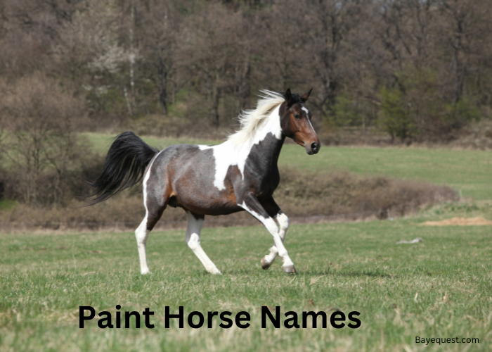 Paint Horse Names