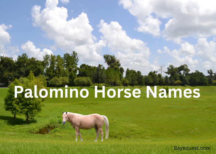 Palomino Horse Names