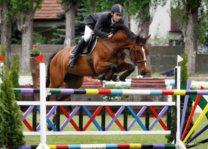 Best Horse Show Names: 520+ Creative Ideas for Your Horse