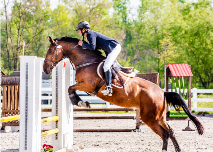 Best Horse Show Names: 520+ Creative Ideas for Your Horse