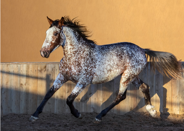 Spanish Horse Names