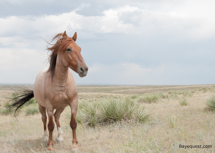 Spanish Horse Names