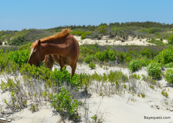 Spanish Horse Names