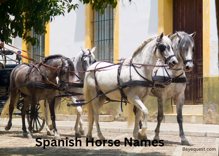 Spanish Horse Names