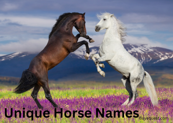 Unique Horse Names