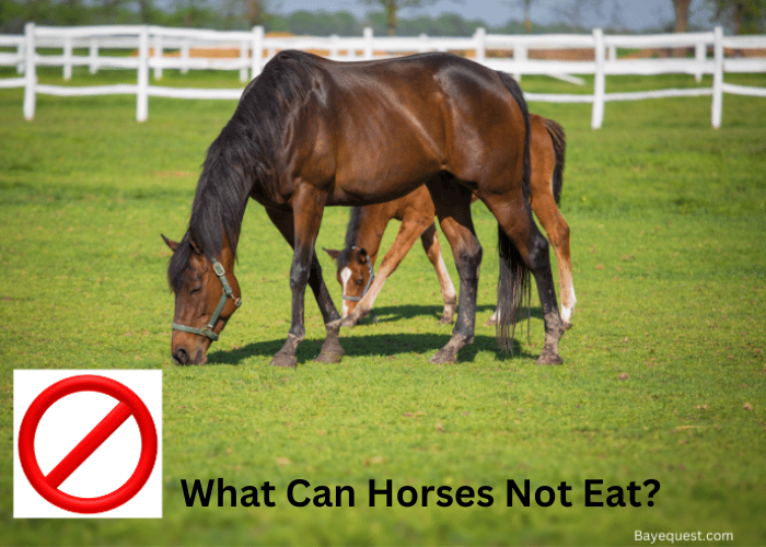 What Can Horses Not Eat