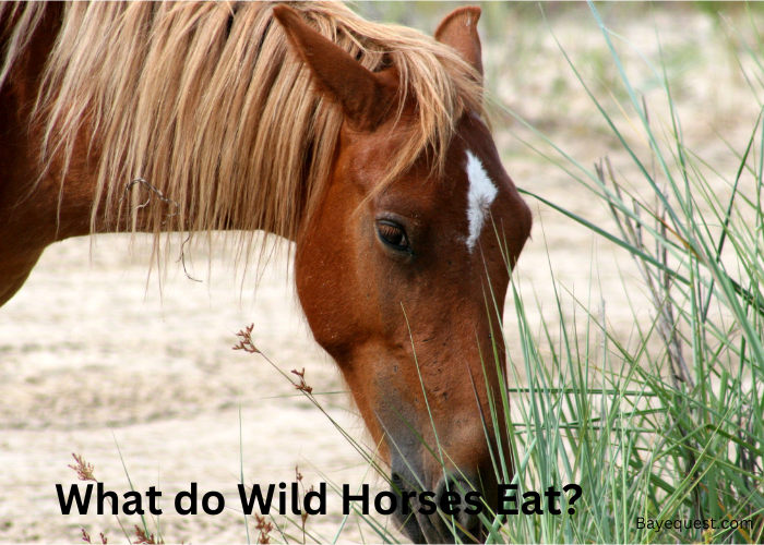 What Do Wild Horses Eat