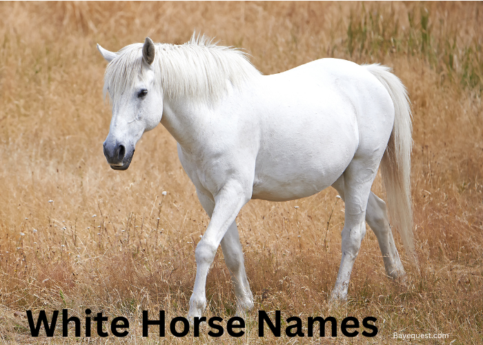 White Horse Names