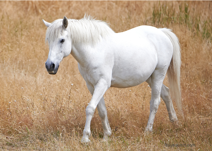 White Horse Names