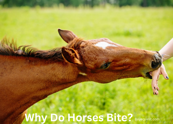 Why Do Horses Bite