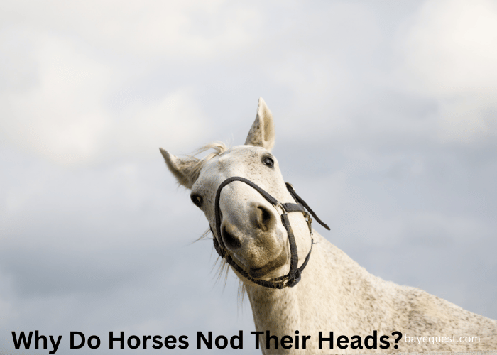 Why Do Horses Nod Their Heads