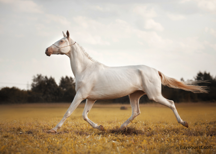 Akhal-Teke horse