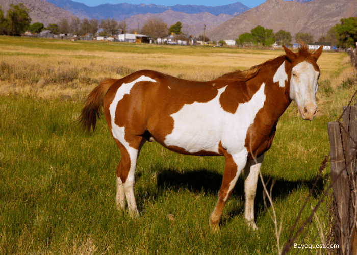 American Paint Horse 