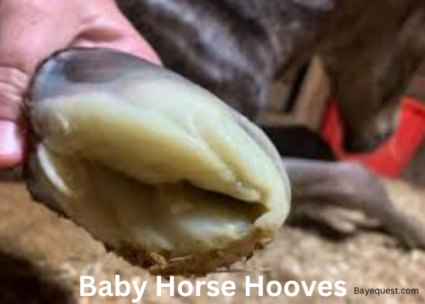 Baby Horse Hooves: Essential Care Tips for Healthy Foal Feet