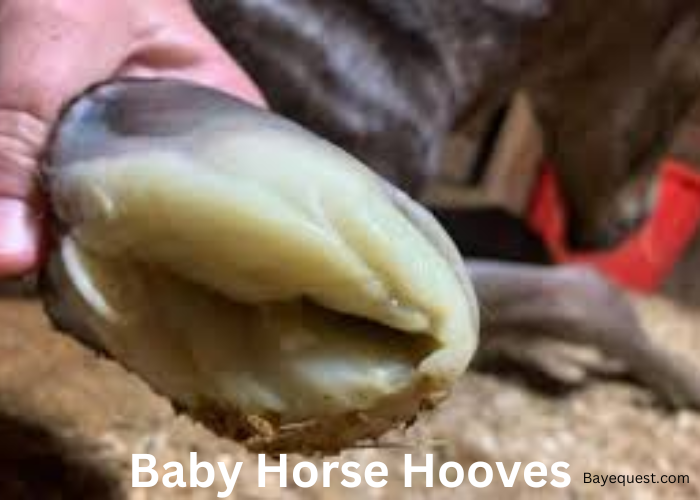 Baby Horse Hooves