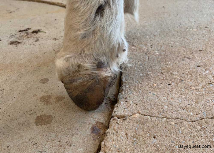 Baby Horse Hooves