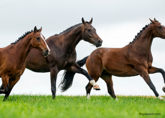 Badass Horse Names