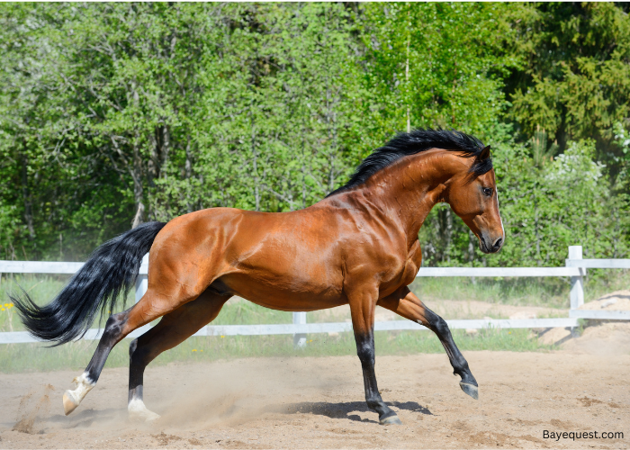 Bay Horse Names