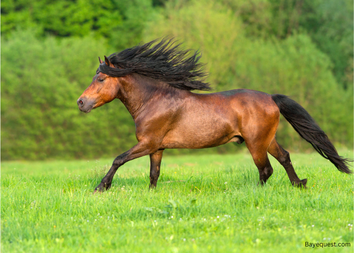 Bay Horse Names