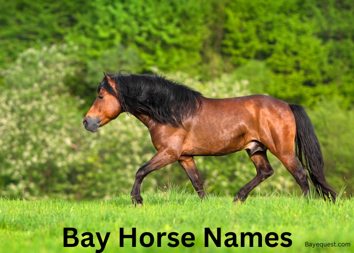 Bay Horse Names