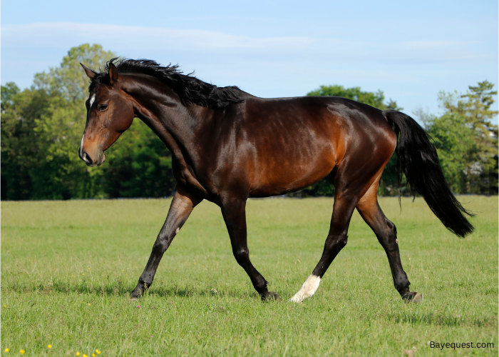 Bay Horse Names