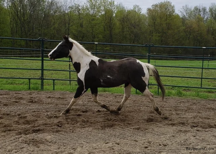 Black and White Horse Names