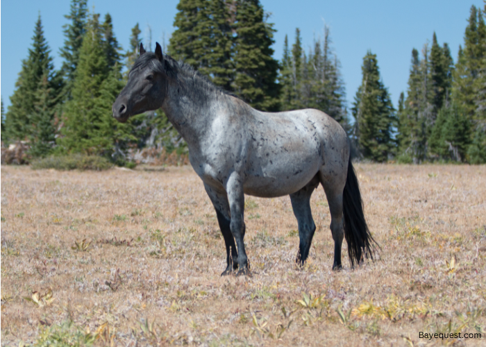 Blue Roan Horse Names