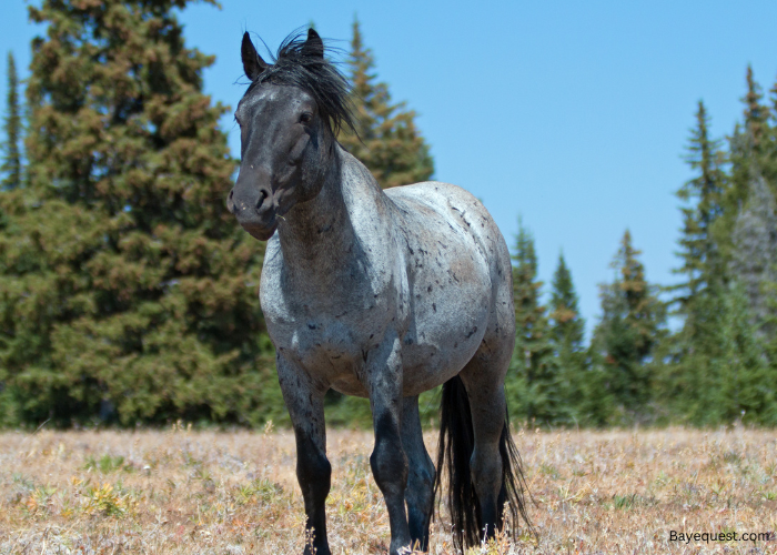 Blue Roan Horse Names