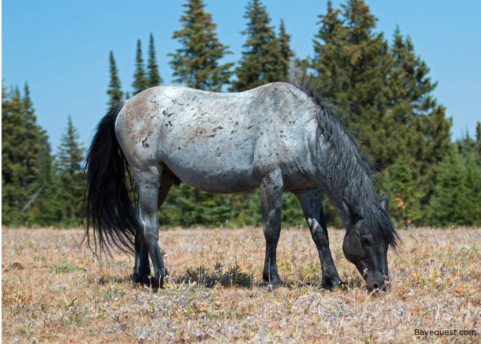 Blue Roan Horse Names