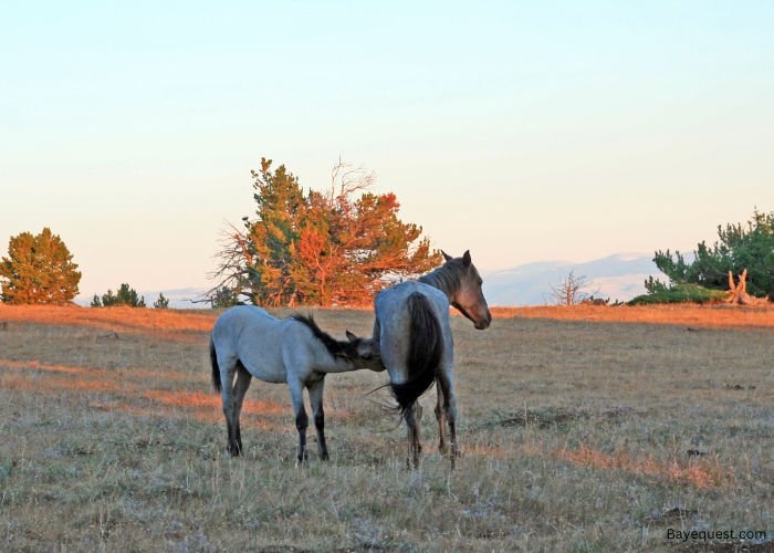 Blue Roan Horse Names