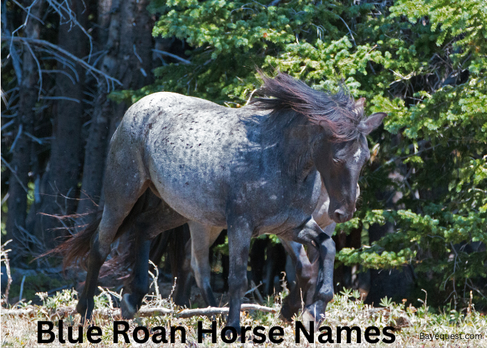 Blue Roan Horse Names