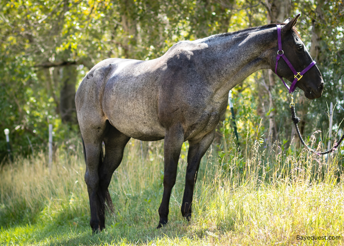 Blue Roan Horse Names