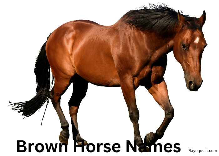 370+ Best Brown Horse Names: Perfect Picks for Your Equine