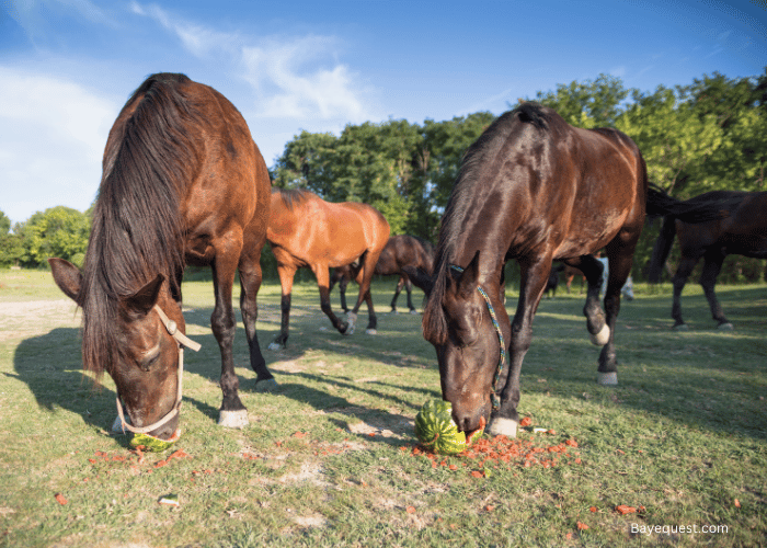 Can Horses Eat Watermelon