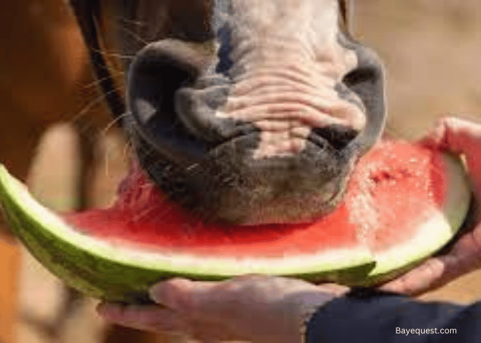 Can Horses Eat Watermelons
