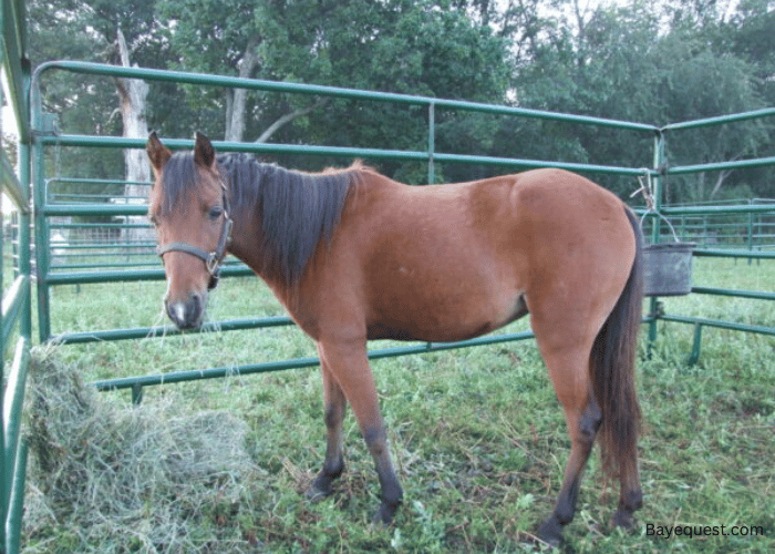 Caspian horse