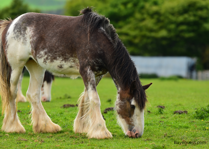 Clydesdale horse