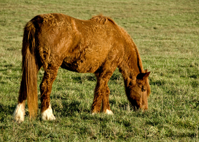 Curly Horse