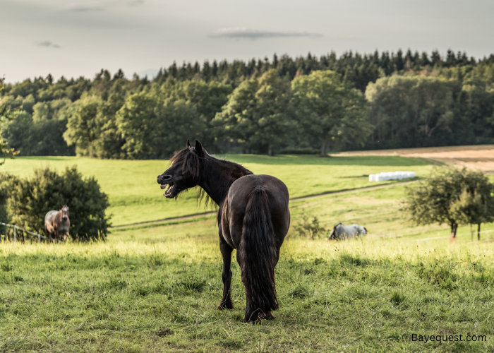 Dales Pony