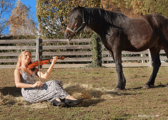 Do Horses Like Music