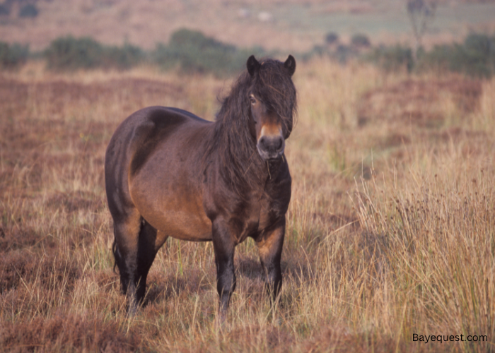 Exmoor Pony