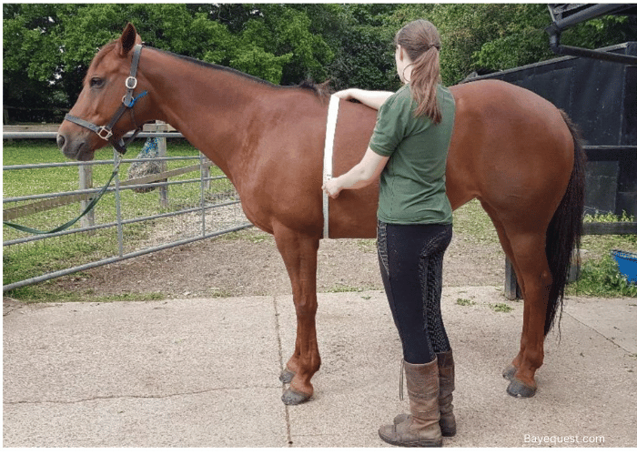 Factors Influencing the Weight of a Horse