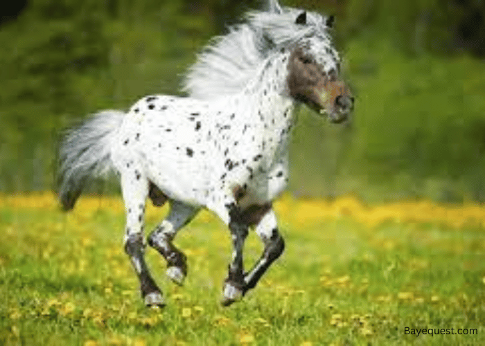 Falabella Horse