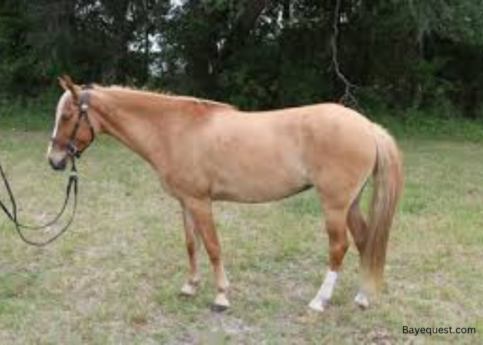 Galiceno Horse