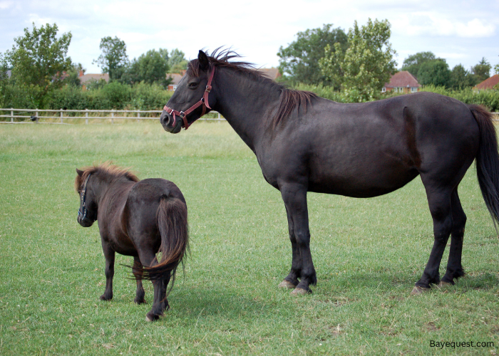 Giant/Big Horse Names